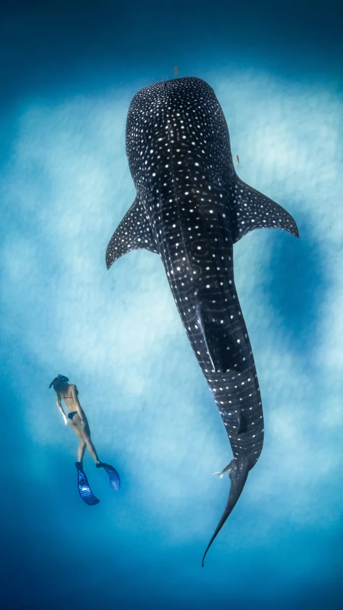 Ocean Film Festival World Tour 2027