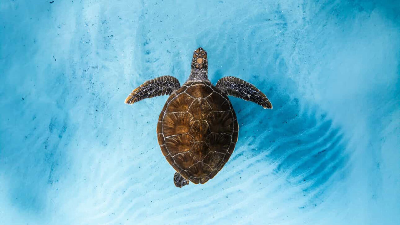 Ocean Film Festival World Tour 2026