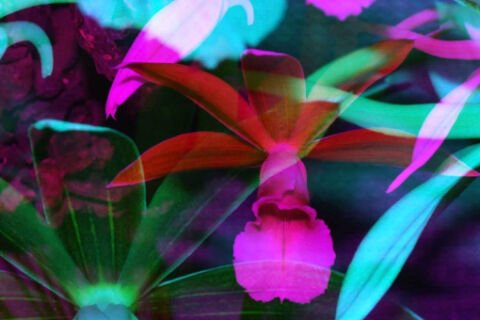 Plant Thinking – Listening – Feeling