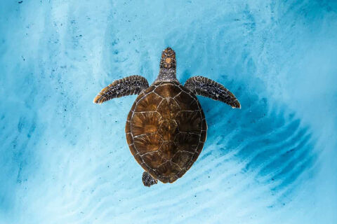 Ocean Film Festival World Tour 2026