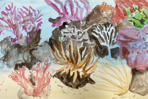 Sunroom | Watercolour Reef 