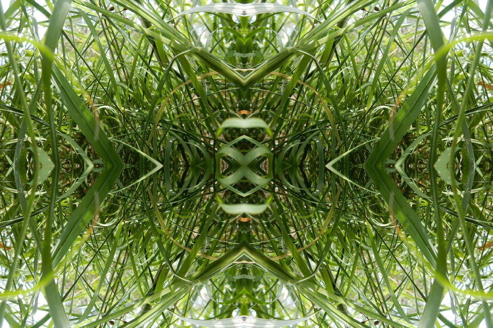Untitled [grass study 001], donna davis, 2021, digital media. Image courtesy of the artist.